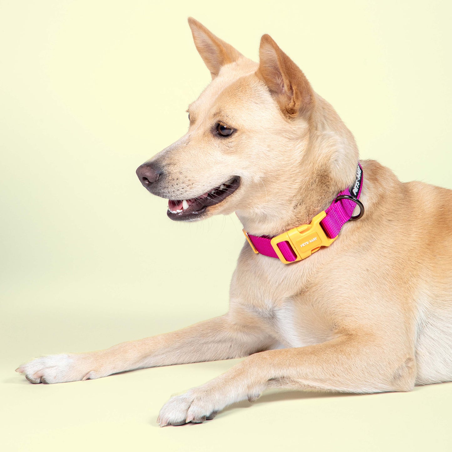 Petsway Yellow Fuchsia Dual Color Collar