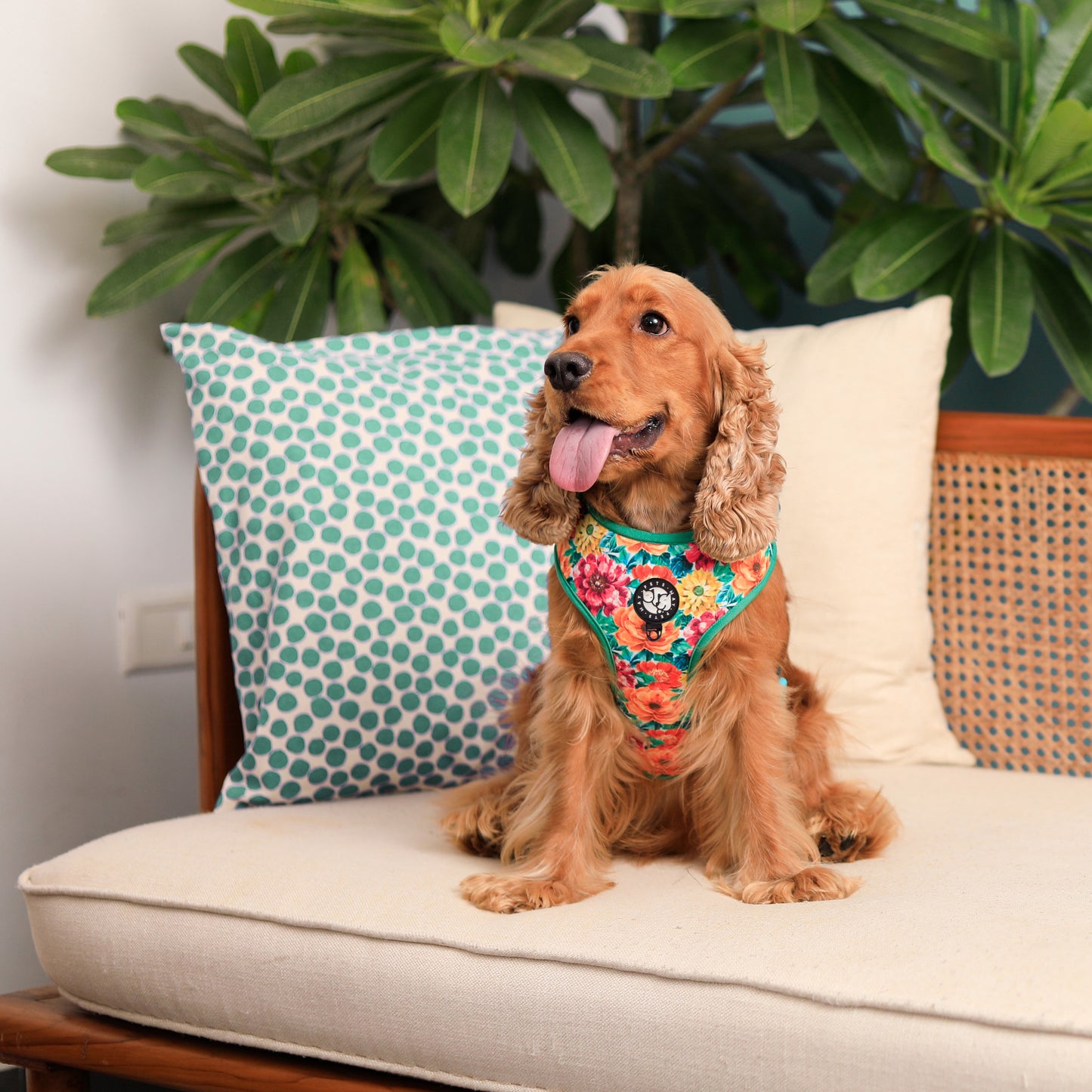Petsway Spring Vest Harness